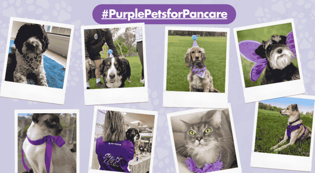 #PurplePetsforPancareLR