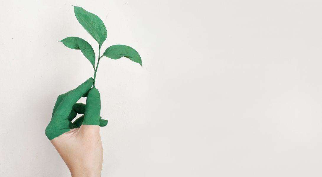 Persons Left Hand Holding Green Leaf Plant