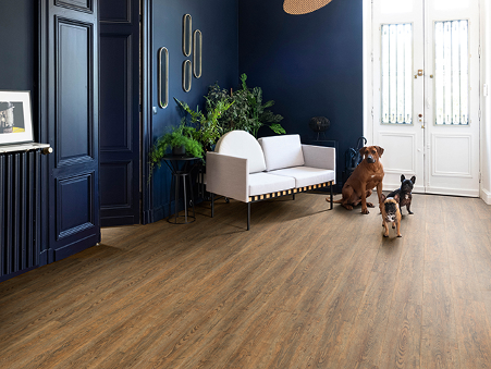 Dogs in foyer on vinyl floor