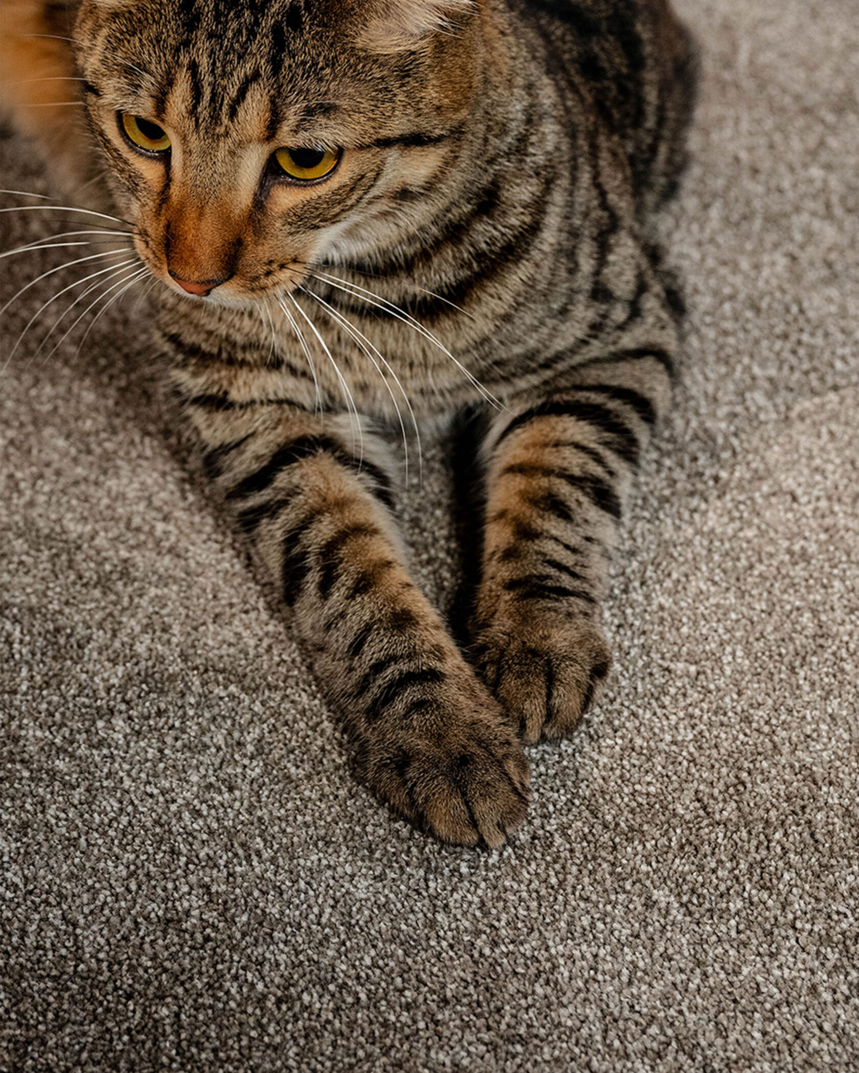 Coco Bliss