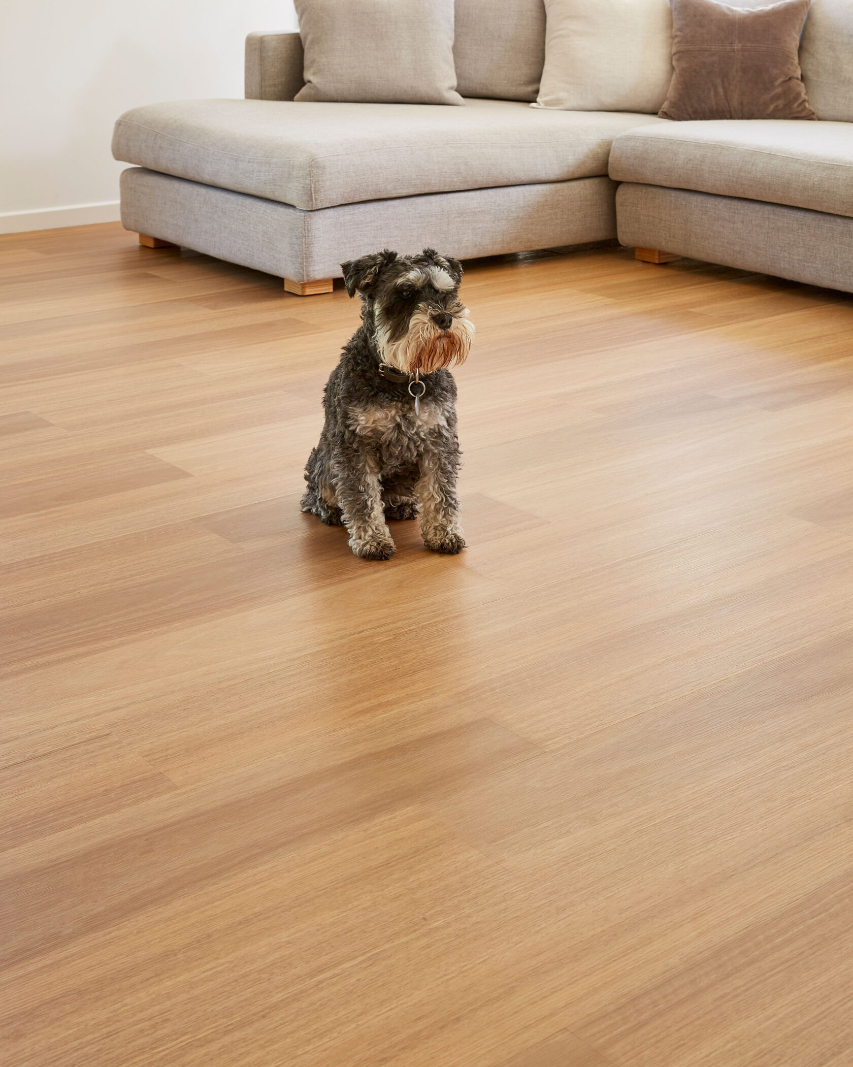 dog on hybrid flooring in living room